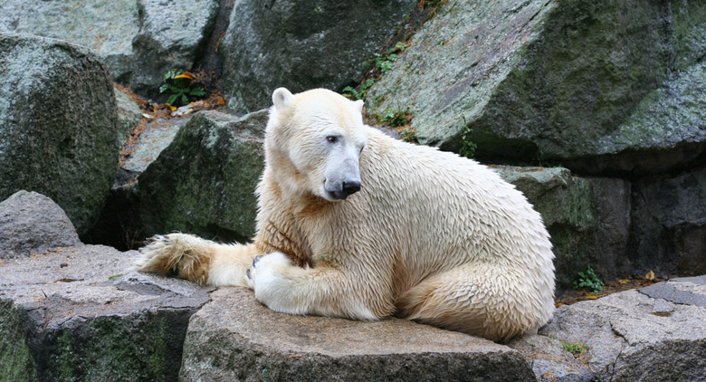 Berlin Zoo