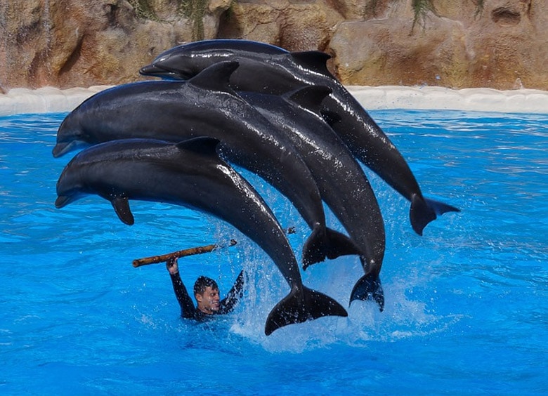 Loro Parque in Tenerife