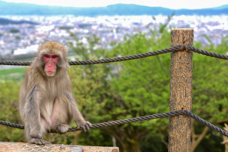 Iwatayama Monkey Park in Kyoto