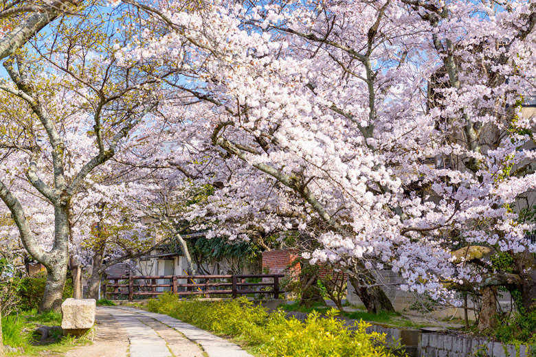 Philosophers Walk in Kyoto