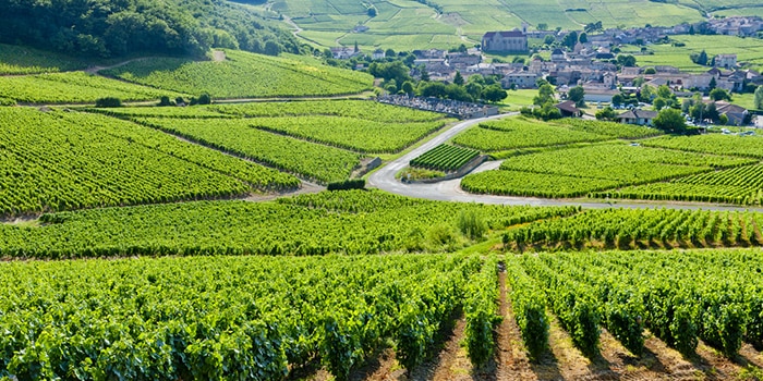 Winelands of Burgundy