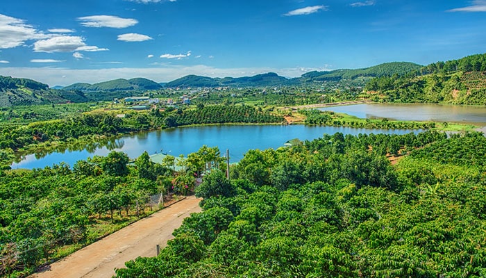 Coffee Plantation in Da Lat, Vietnam